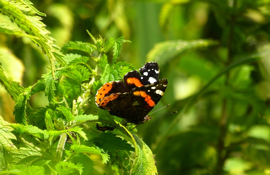 P1470257-Admiral.JPG