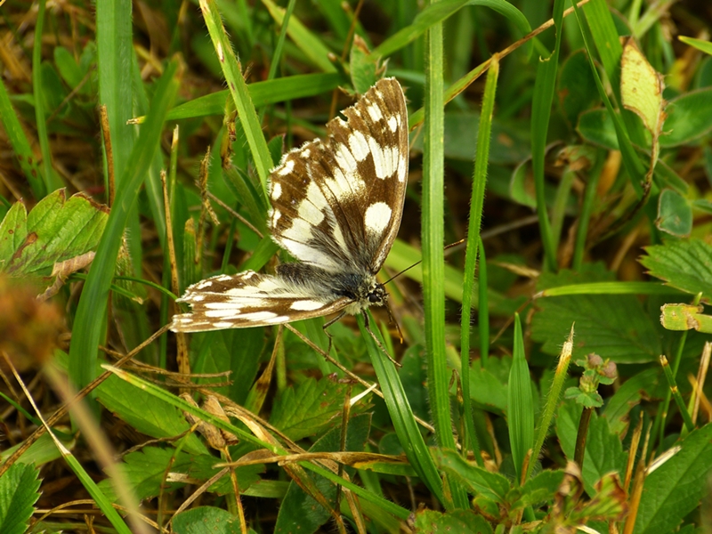 P1470598-Schachbrettfalter -2.jpg