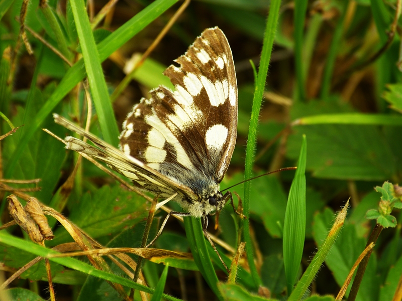 P1470604-Schachbrettfalter-1.jpg
