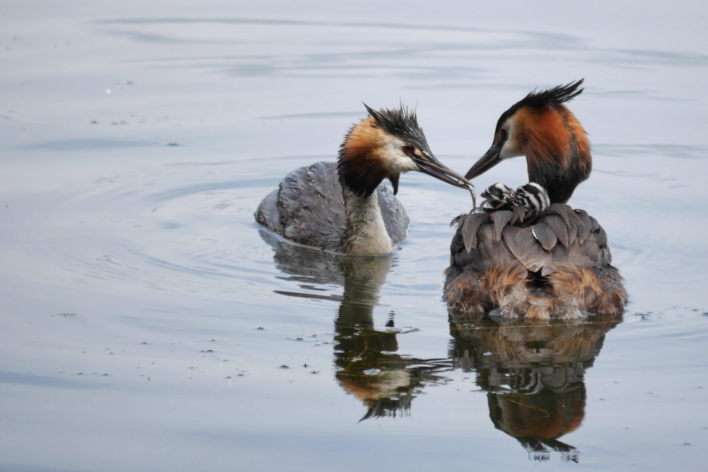 DMC-GX7 - P1270517_ab_kl..jpg