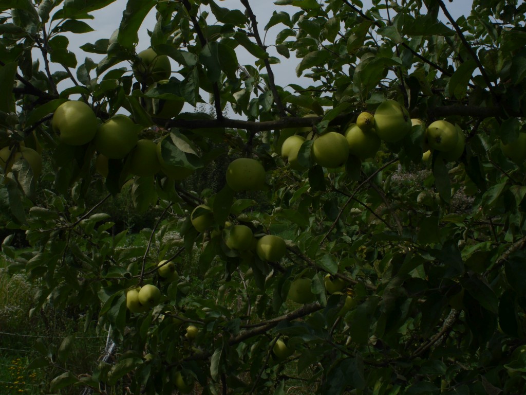P1020510_b.jpg