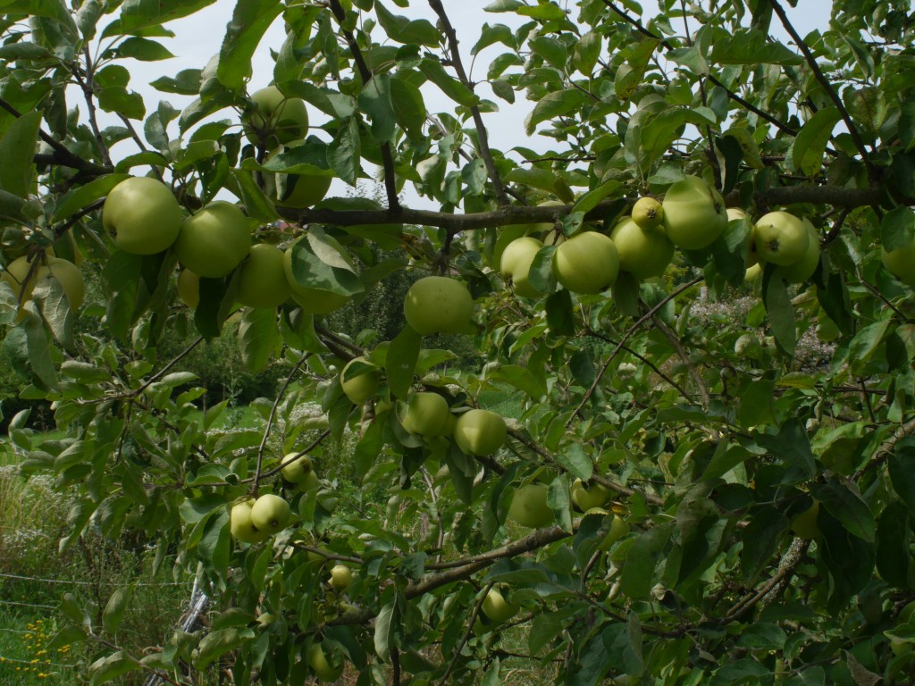 P1020511_b.jpg
