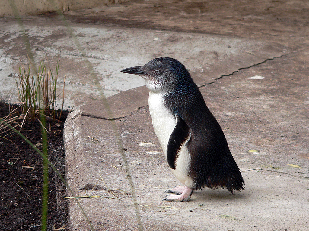 Zwergpinguin im Zoo Köln.jpg