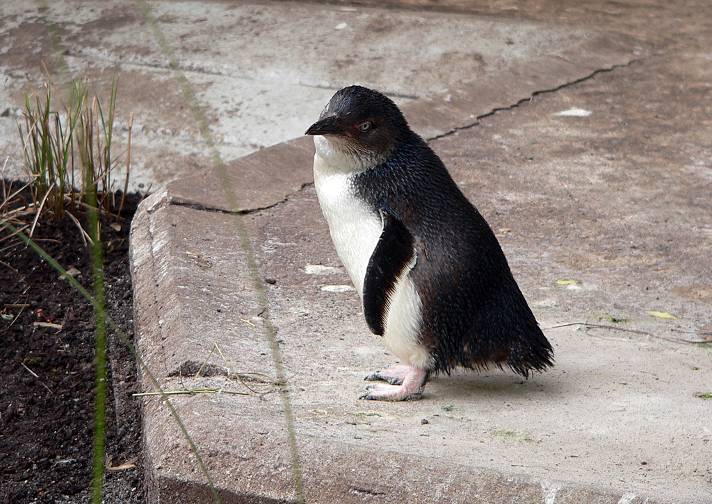 Zwergpinguin(2) im Zoo Köln.jpg