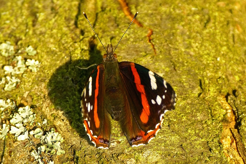 P1480943-Admiral am Baumstamm-1.jpg