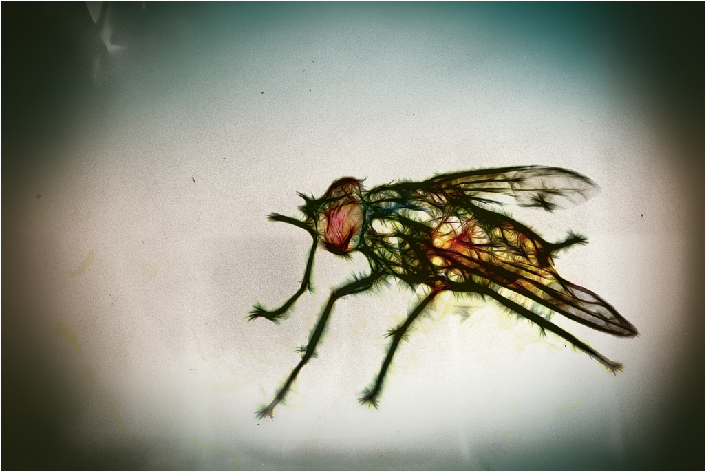 Fly.jpg