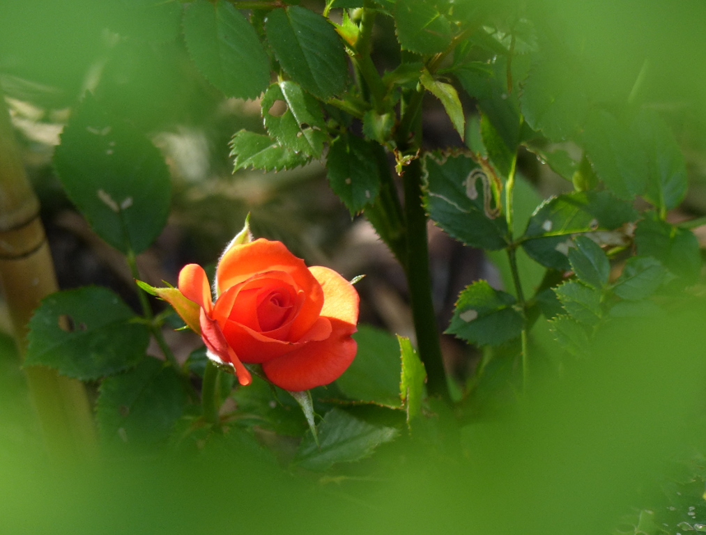 rose4.JPG