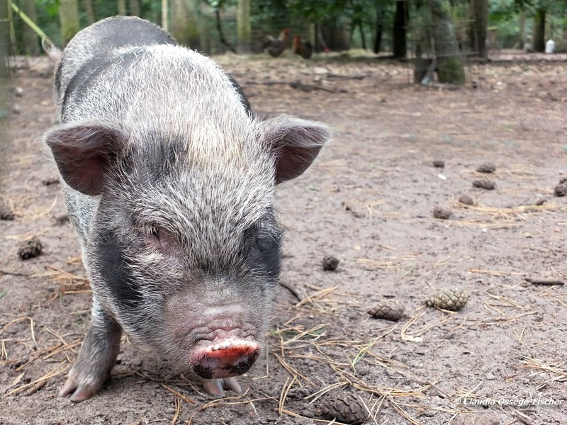 web_2014_08_10_Haengebauchschwein_1949_DxO.jpg