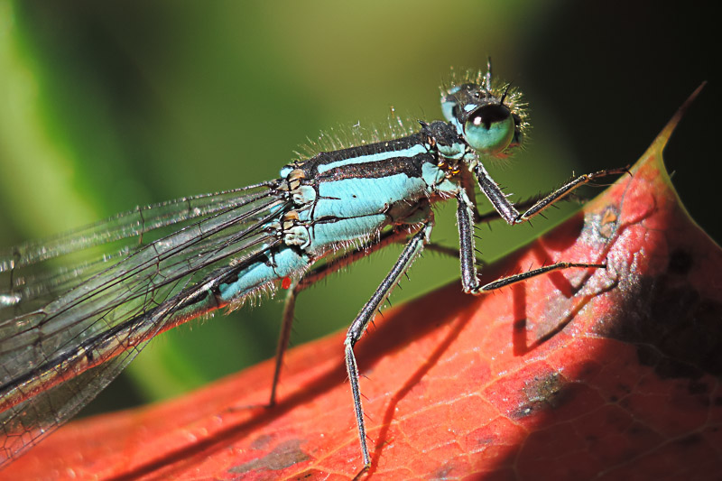 Libelle2-2952.jpg