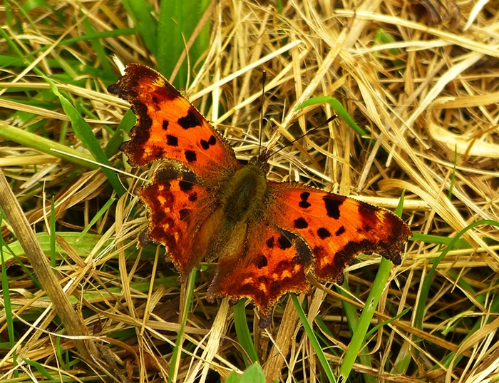 P1500506-C - Falter.JPG