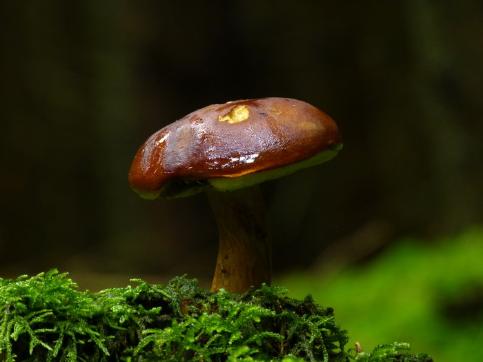 orginal Pilz.JPG