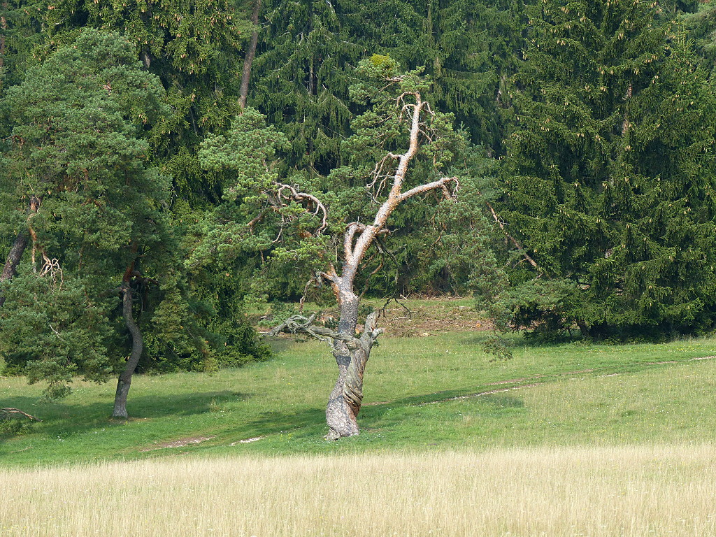 baum10.JPG