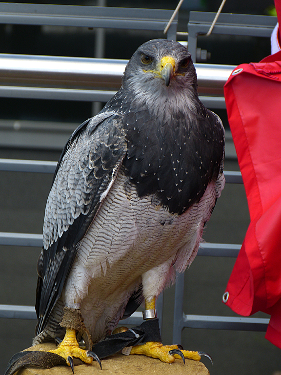 P1010045 Kordillerenadler (Geranoaetus melanoleucus) Kopie.jpg