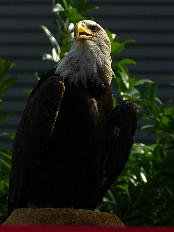 P1010044 Weißkopfseeadler (Haliaetus leucocephalus) Kopie3.jpg