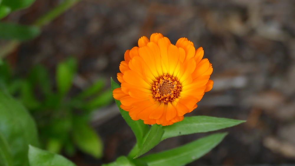 Blume_1.jpg