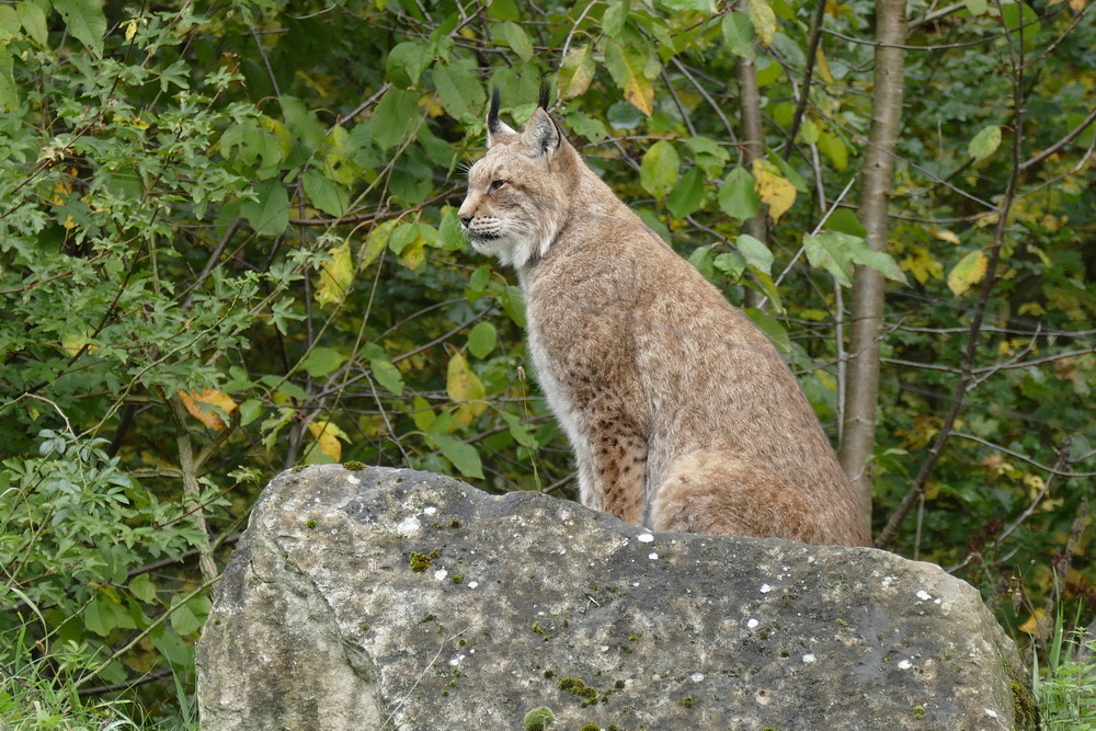 Luchs_1.jpg