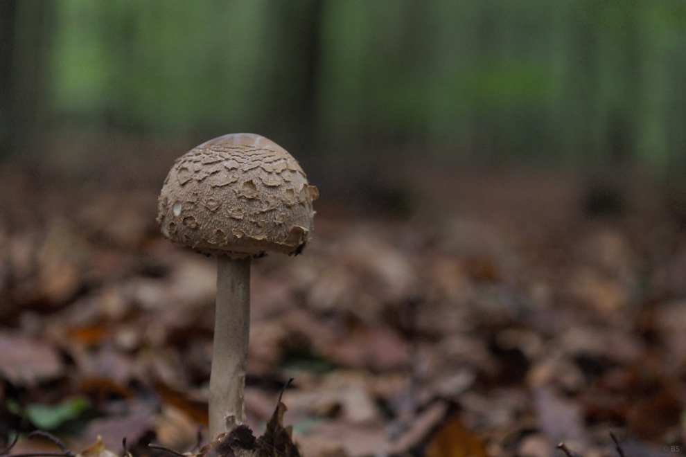 PA260028.jpg