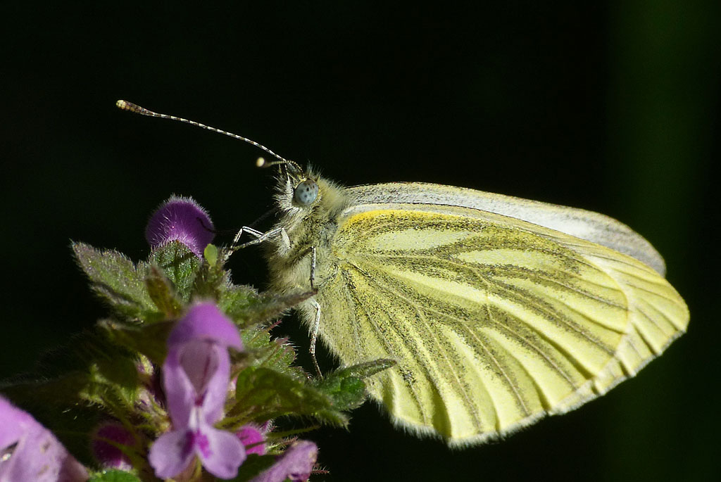 Schmetterling im April.jpg