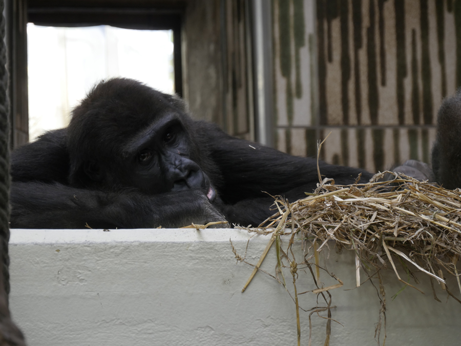 Gorilla.jpg