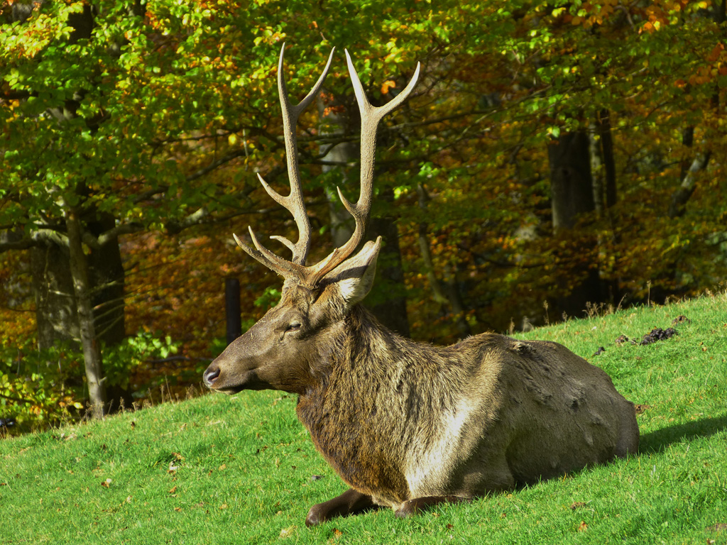 Altai-Maral in Hellenthal.jpg
