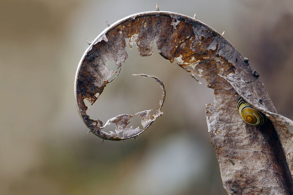 spiralen.jpg