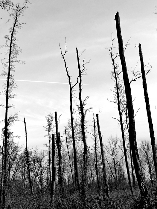 toter Wald.sw.verkl..jpg