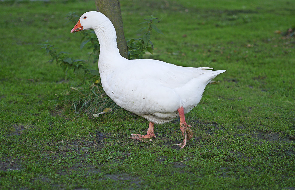 Gans.jpg