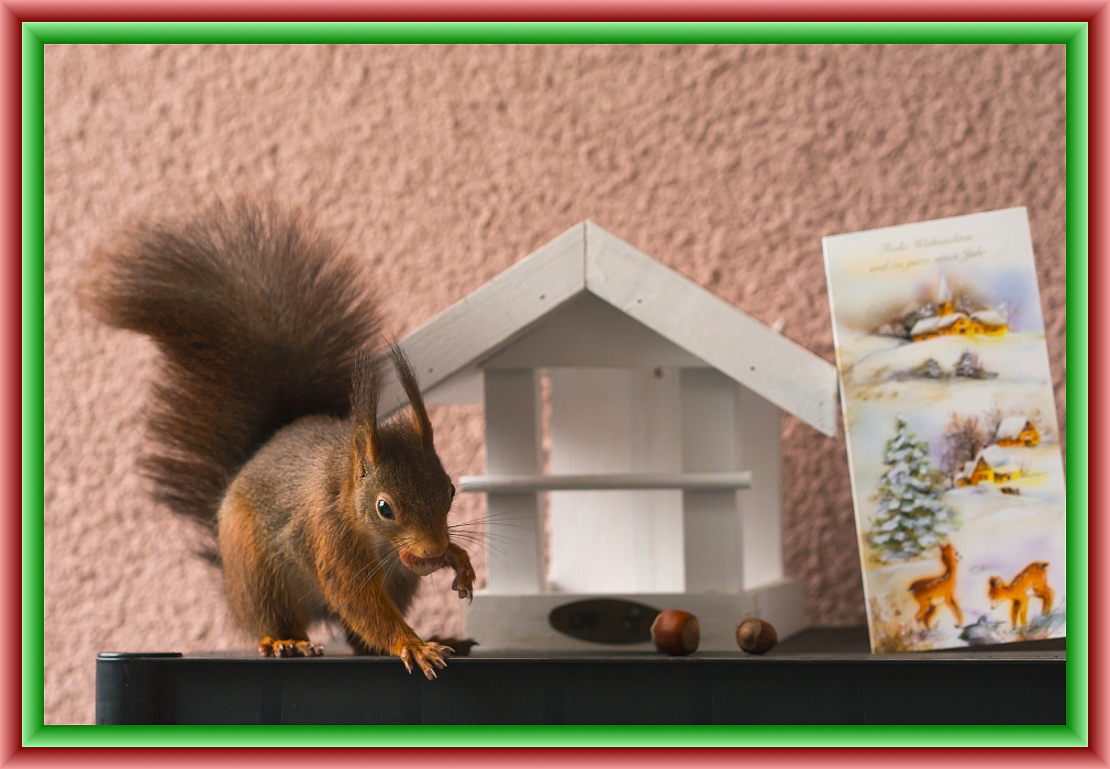 Nussige Weihnachten!.jpg