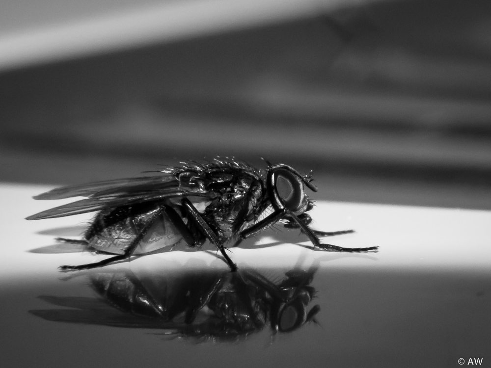 awrad1_Foren_AW-20121110-30.jpg