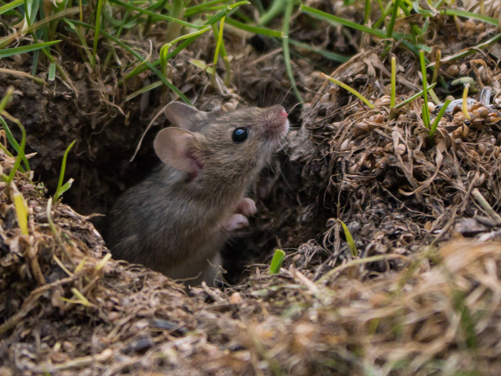 Mäuschen1_k.jpg