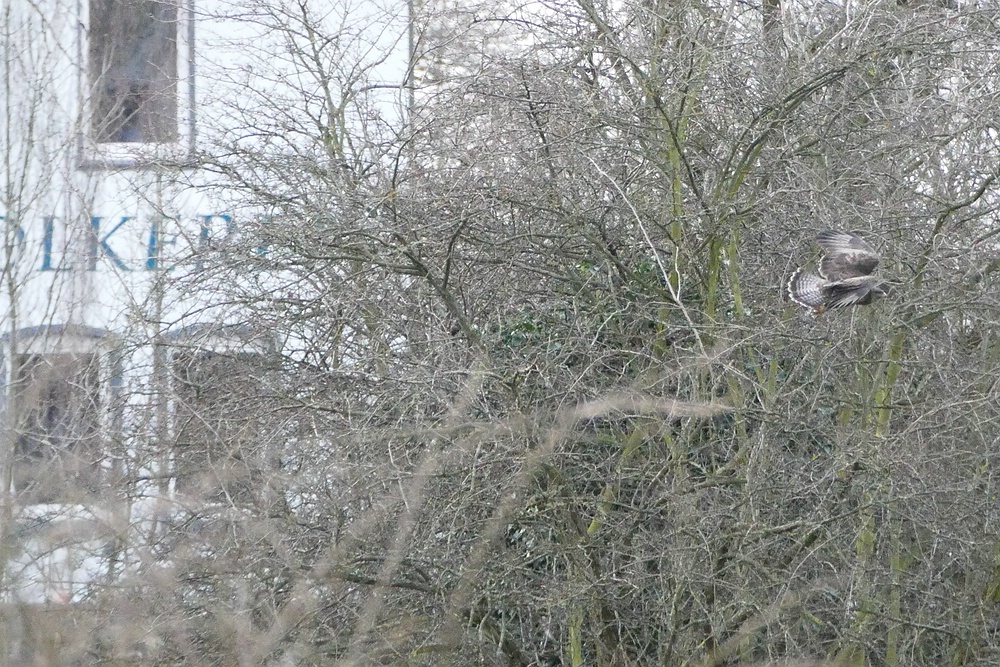 comp_P1220254.jpg