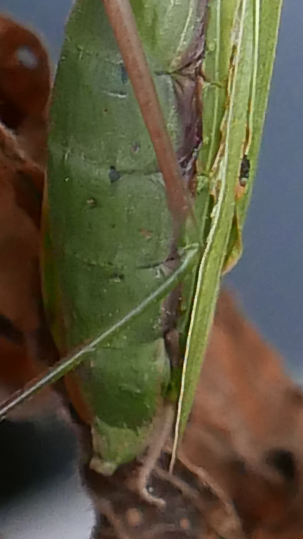 P1180818-2-2.jpg