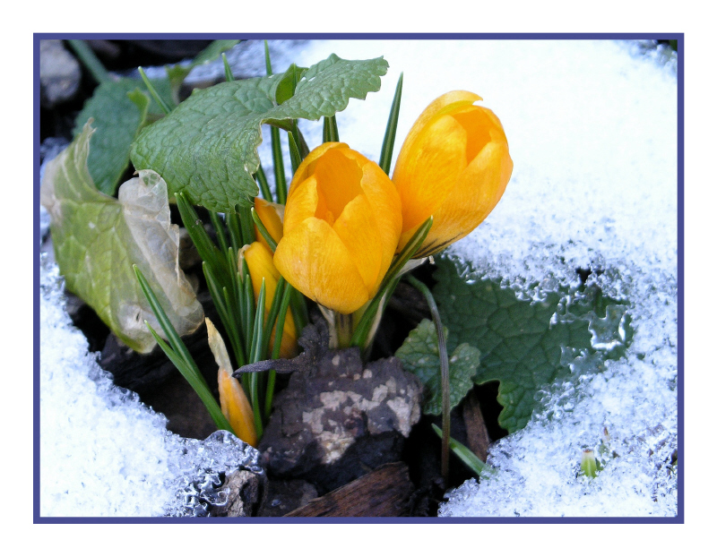 Krokus Garten Tochtenhagen_3_1.jpeg