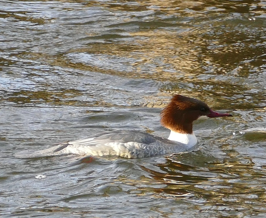 comp_Gänsesäger Weibchen2spaß.jpg