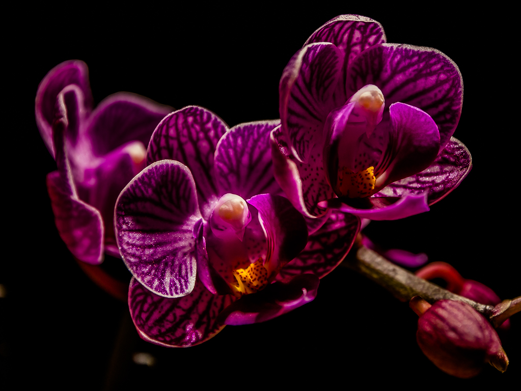 orchidee_09022015.jpg