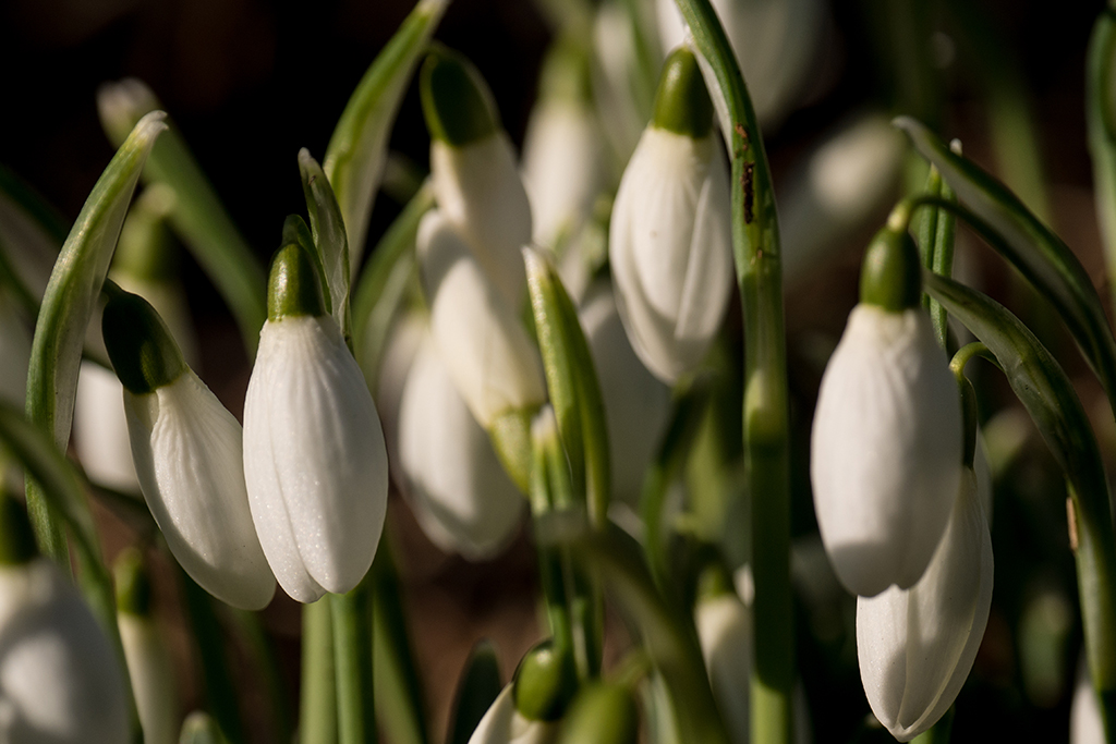 Schneeglöckchen.jpg