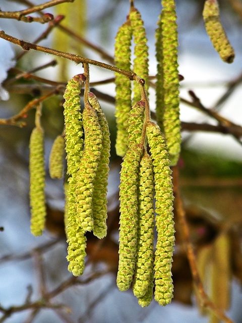 P1570638-Haselnuss 2015.JPG