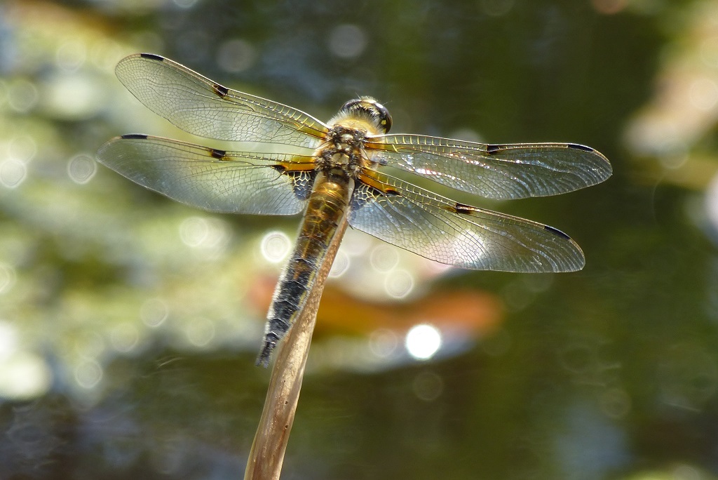 P1010096 Libelle 2.JPG