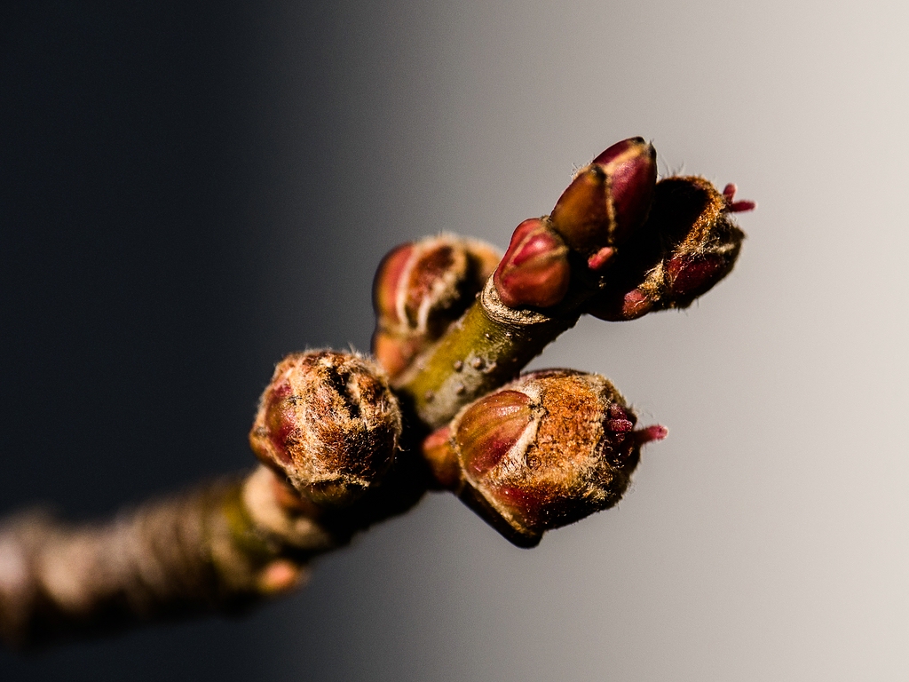 comp1_ahorn_knospen (1 von 1).jpg