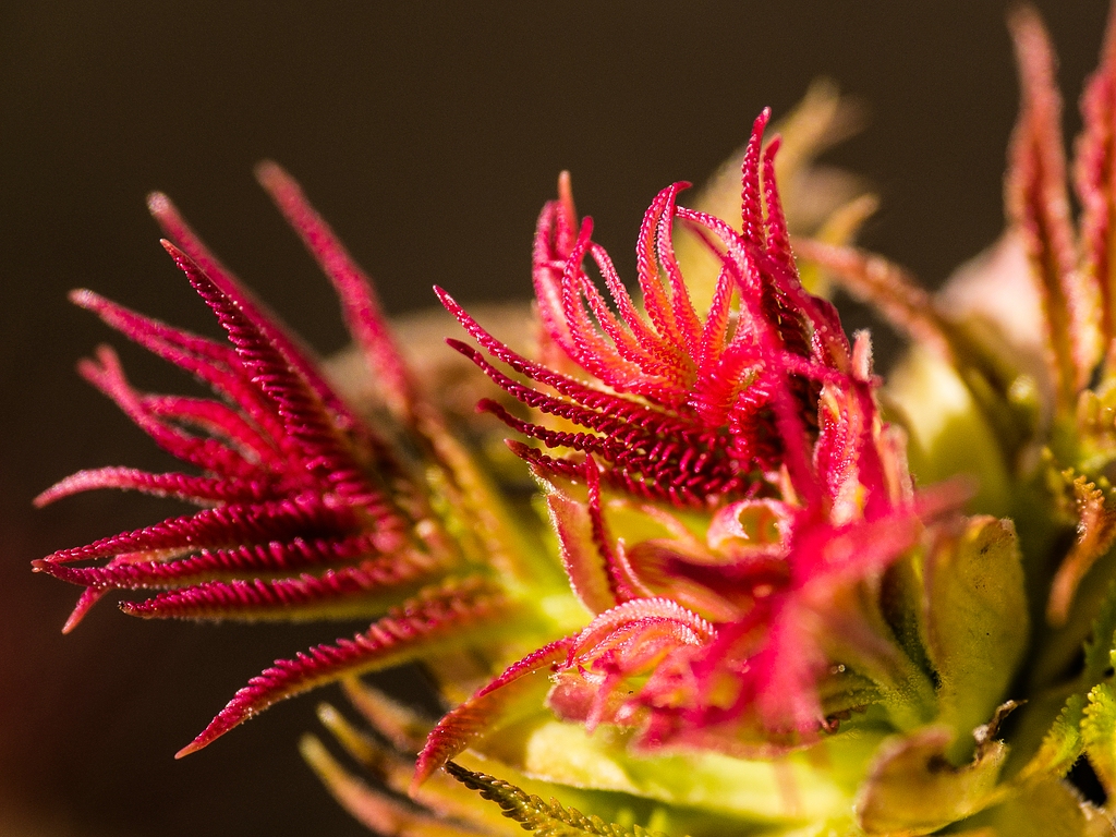 comp1_spierstrauch_blätter (1 von 1).jpg