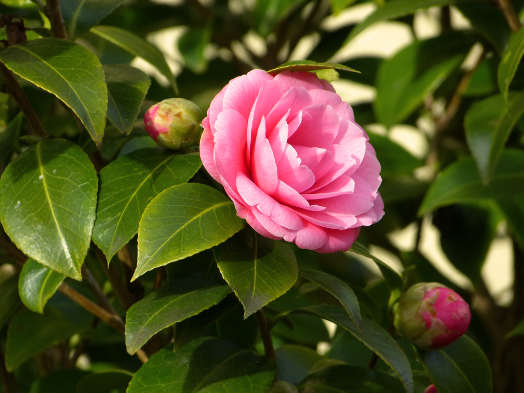 Kamelie (Camellia japonica).jpg