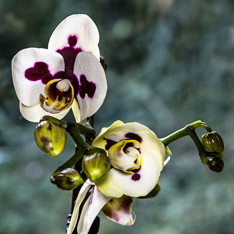 orchidee-2 Kopie.jpg