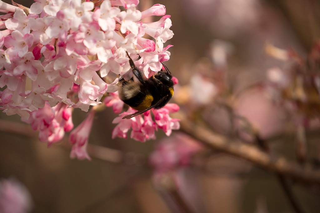 dicke Hummel.jpg