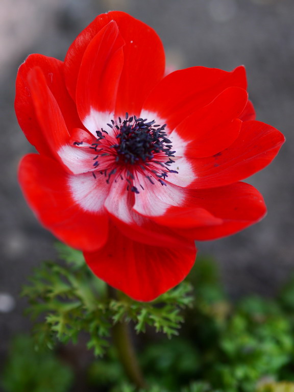 rot-weiß-schwarze Schönheit für Forum.jpg