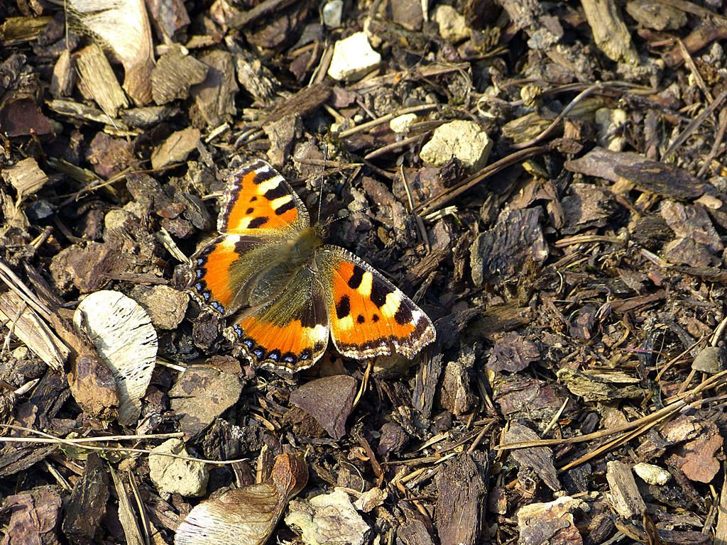 Kleiner Fuchs (Aglais urticae).jpg