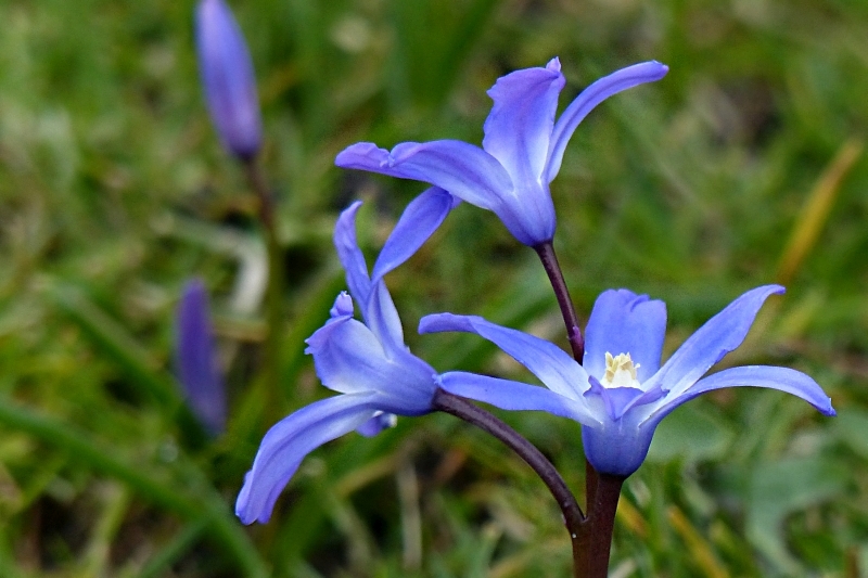 blaue Blumen (2).JPG