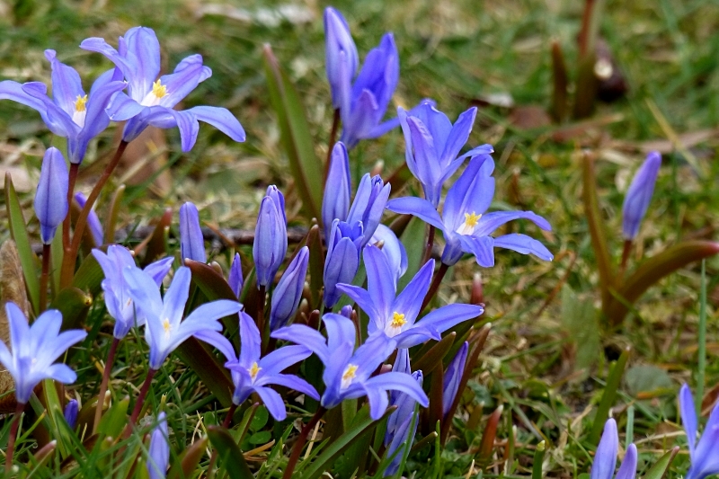 blaue Blumen (4).JPG