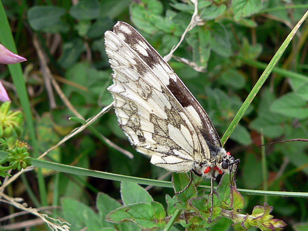 Schachbrettfalter mit Parasiten.jpg