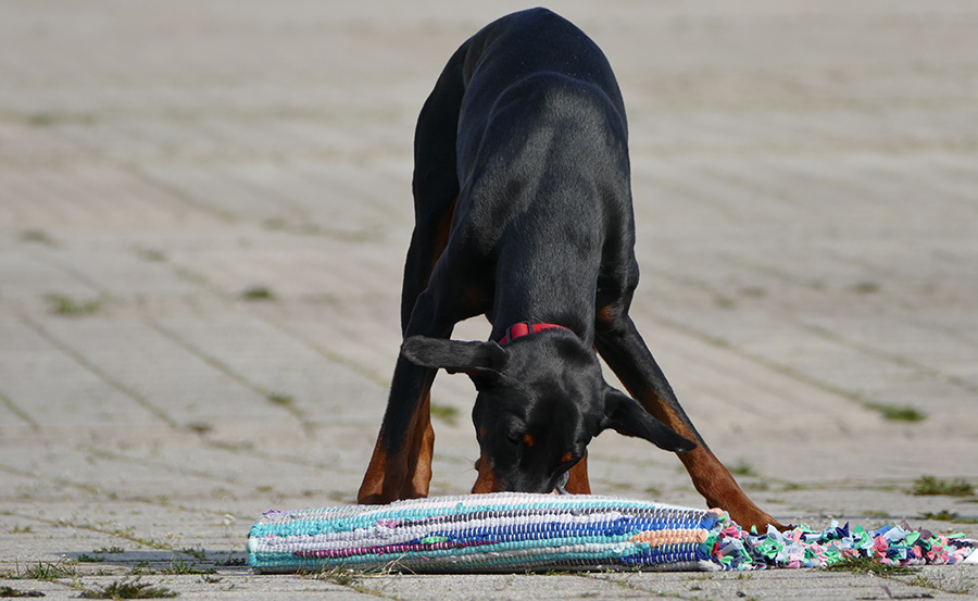 Dog_1.jpg
