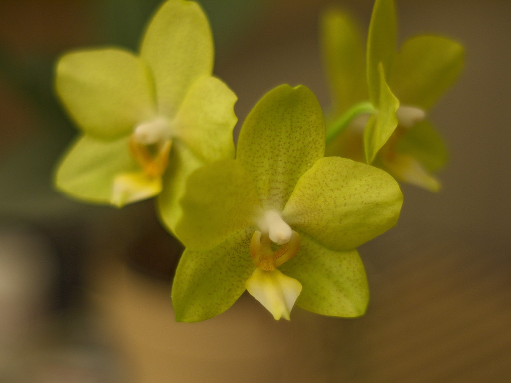 Orchidee_5.jpg